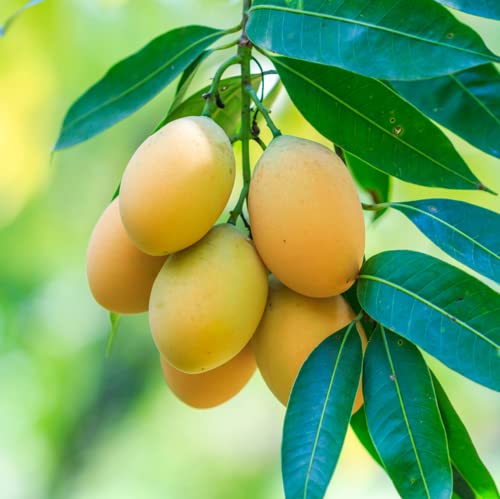 Chuxay Garden Mango Fruit Seed 2 Seeds Non-Gmo Organic Edible Sweet Fruit Spectacular Display Unique Gift #TOP24