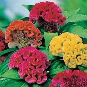 Splendour Seeds Celosia Cockscomb dwarf mix flower seeds. (B0714NVGZQ) Amazon Price History, Amazon Price Tracker