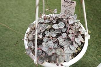 Amazon.co.jp: 多肉植物 ハートカズラ（ラブチェーン）斑入り品種