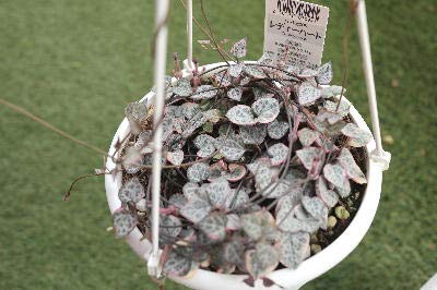 多肉寄せ植え✿ハートカズラ ハートカズラでおめかしな寄せ植え | 多肉に恋して heart