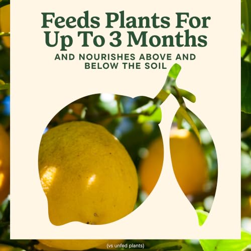 Miracle-Gro Shake 'N Feed Citrus, Avocado, Mango Plant Food - Fertilizer for Container and In-Ground Plants, Citrus, Avocado and Mango Trees, 4.5 lbs. - image 6