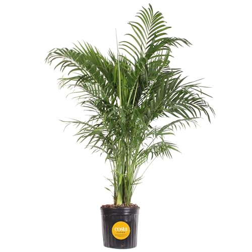 Costa Farms Cat Palm, Live Indoor Houseplant in Indoor Garden