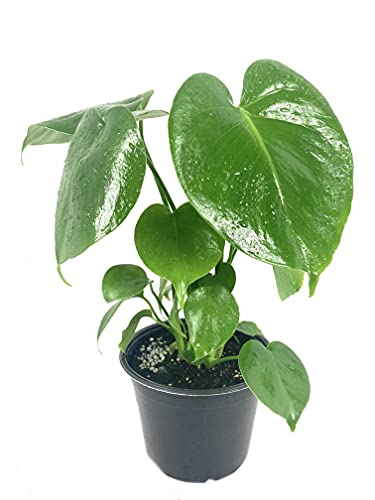 Monstera Deliciosa Plant - Live Plant In A 6 Inch Pot - Monstera Deliciosa - Beautiful Easy To Grow Air Purifying Indoor Plant #TOP27