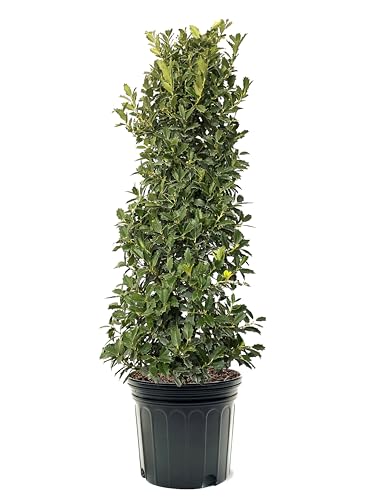 American Plant Exchange Holly Oakleaf, 7 Gallon Pot, 3-4ft Tall,