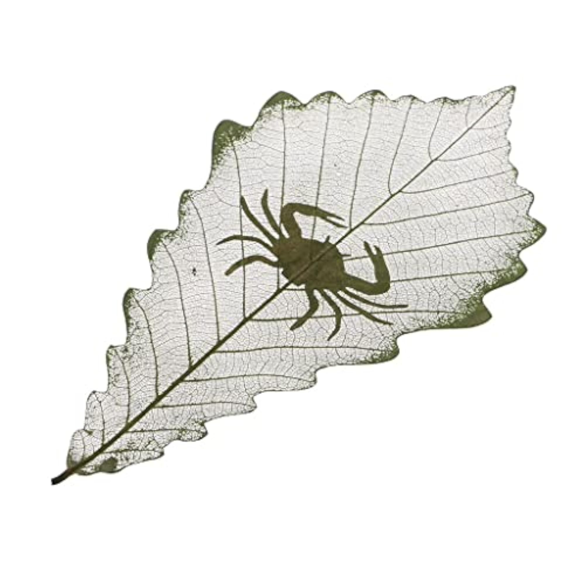 Constellations Design Leaf Carving Art Natural Dried Leaves