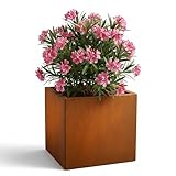 Czaja Cortenstahl Pflanzkübel 60x60x60 cm Fiorella mit Bodenplatte - Made in Germany - Rost Deko Blumenkübel quadratisch – wetterfest & langlebig – Garten Terrasse Balkon – Edelrost Pflanzgefäß