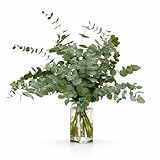Ramo DE EUCALIPTO Natural - Ramas de Eucalipto para Ducha y Decoración – Eucalipto Hojas Naturales , Planta Eucalipto Natural Aromática, Flores Secas Decorativas para Hogar y Baño