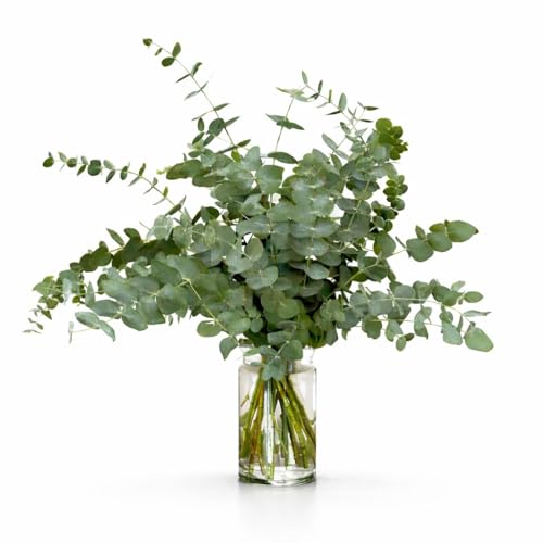 Ramo DE EUCALIPTO Natural - Ramas de Eucalipto para Ducha y Decoración – Eucalipto Hojas Naturales , Planta Eucalipto Natural Aromática, Flores Secas Decorativas para Hogar y Baño