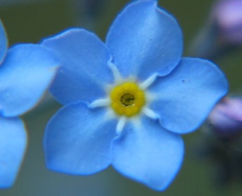 1500 Blue Chinese Forget Me Not Seeds/