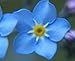 1500 Blue Chinese Forget Me Not Seeds/ Free Shipping