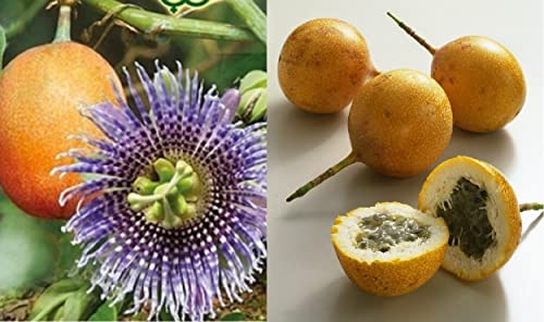 Sweet Granadilla Seeds | Passion Flower Fruit Vine| 15+ Seeds