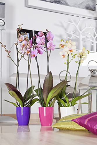 Tymar Orchideentopf 2er-Set Transparent - 12cm Pflanzentopf Ohne Abflusslöcher