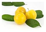 pflaumenbaum Lieferumfang: Sie erhalten von uns einen 1 jährigen, wurzelechten Jungbaum von 30-50 cm im 11 cm Containertopf.