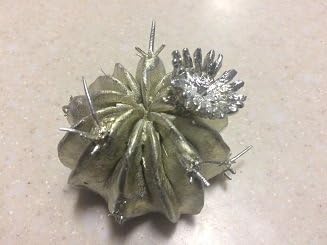 Hummingbird on Barrel Cactus