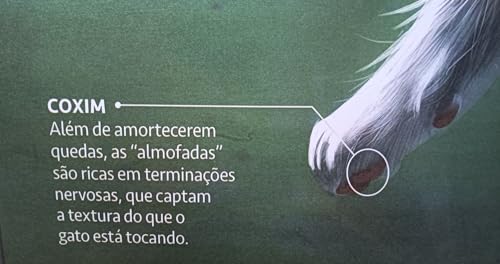 MAPA/POSTER DE ANATOMIA ANIMAL – ANATOMIA DO GATO DIMENSÕES: LARGURA 117 CM X ALTURA 89 CM.
