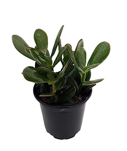 Jade Plant - Crassula ovuta - Easy to Grow - 4 Pot Jade Plant - Crassula ovuta - Easy to Grow - 4" Pot