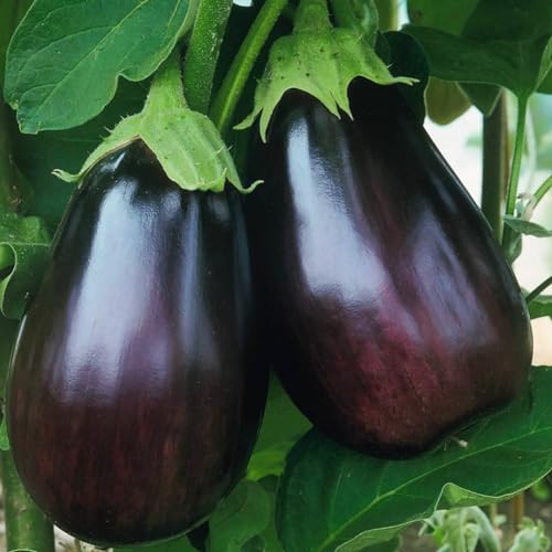 Generic Non-GMO Organic Black Beauty Eggplant Seeds, Fresh Seeds for Planting, Heirloom Variety, 50+ Seeds...