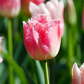 Amazon 観賞用植物チューリップ 鬱金香 チューリップ球根 鬱金香球根 うこんこう球根 美しい植物 高い発芽率 12 球根 花