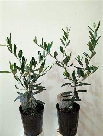Amazon オリーブ苗木 お任せ2品種セット 全長30 50cm前後 植木 Amazon オリーブ苗木 お任せ2品種セット 全長30 50cm前後 植木