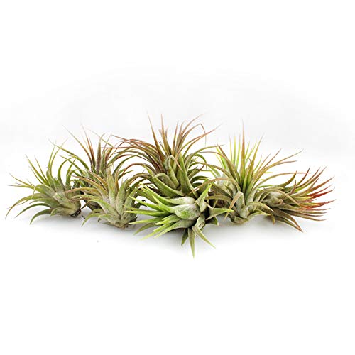 NW Wholesaler - 12 Pack Medium Assorted Live Tillandsia Ionantha Air Plants, 2-4\" Each - Wholesale Live Indoor House Plants for Terrariums, Shop Rainforest Guatemala Air Plants in Bulk