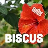 BISCUS [Explicit]