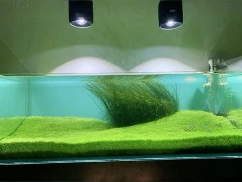 Image of Fish Tank Grass Seeds | Aquarium Grass Seeds for Home & outside (Pack of 100 seeds)