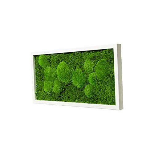 MOOSBILD aus Moos Kugelmoos und Plattenmoos, 60 cm x 30 cm Wandbild mit Rahmen weiß, Pflanzenbild Unikat, Moosbilder
