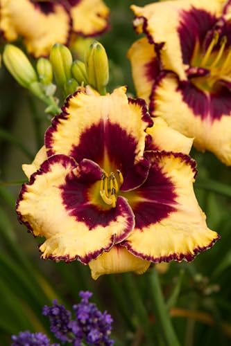 Pianta di Hemerocallis Open My Eyes | piante da giardino | MY PLANTIS | piante perenni | Daylily | pianta a radice nuda