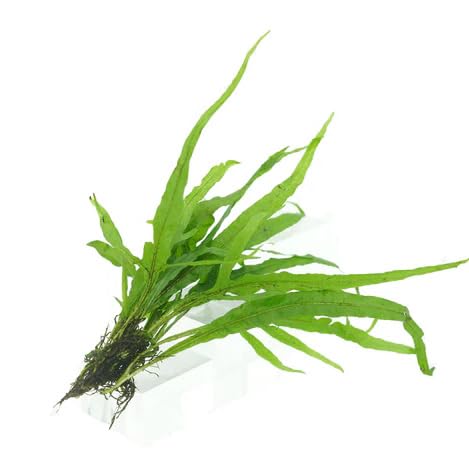 Live Aquarium Plants Bundle – 6 Freshwater Plants for Fish Tanks, Easy Beginner Low Light Aquatic Plant Pack, Mixed Variety - Thumbnail 3