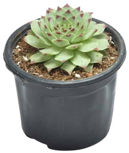 India Gardening Original Red Tip Laxmi Kamal Live Succulent Vastu Plant with Plastic Pot | Flaming Beauty | Low-Maintenance Plant | Drought-Tolerant Plant | Good Luck Plant for Home and Office (B0B71NV48J) Amazon Price History, Amazon Price Tracker
