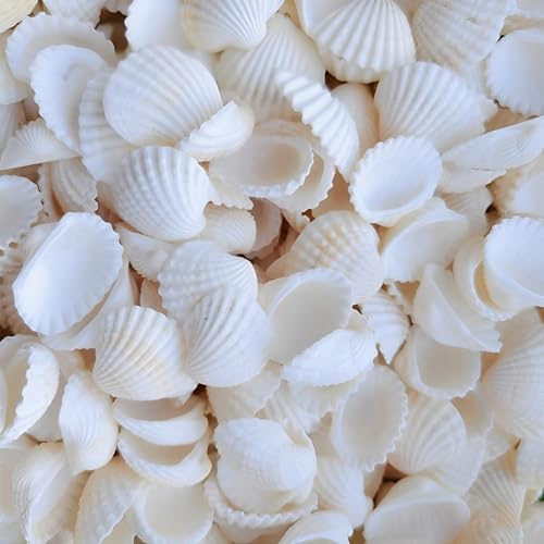 AHEJIOO Muscheln Deko 150 Stück Natürliche Jakobsmuscheln Muschel Weiße 2 5-3 cm Kleine Muscheln Zum Basteln Jakobsmuschel für Vase Füller Strand Themenparty Home Hochzeit Dekorationen DIY