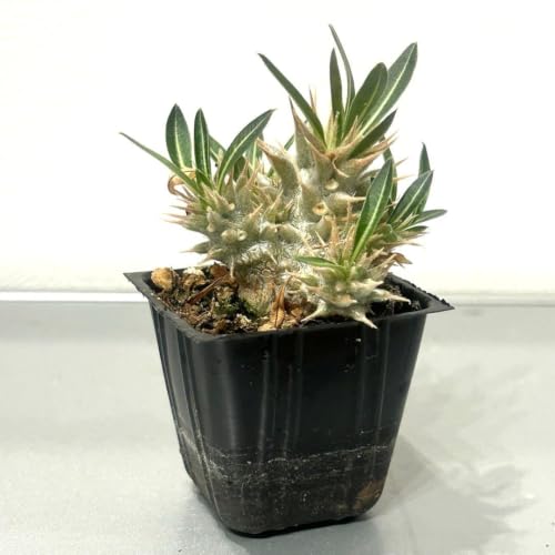 観葉植物 グラキリス」の人気商品一覧・価格比較 - 価格.com