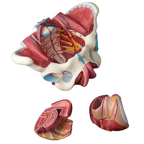 Herramientas Didácticas Pelvis Femenina con Nervio Vascular - Modelo Educativo de Cavidad Pélvica Y Vasos Reproductores Femeninos - para Uso Médico de Aprendizaje Y de Laboratorio