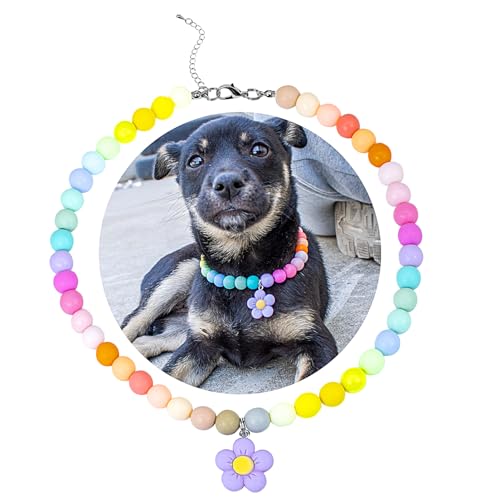 SM4BED ̎փp[lbNXAJtȃC{[}bgr[Yƈ炵t[y_gA^p̒߉\ȃybgWG[AXL 17C`