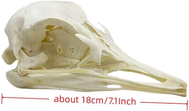 Taxidermy Real Animals Myocastor Ostrich Skulls, Real Bones Specimen, Taxidermy Supplies for Science Education