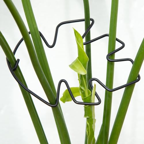 Yohsnor Monstera Plant Stem Support Set of 5 - Durable