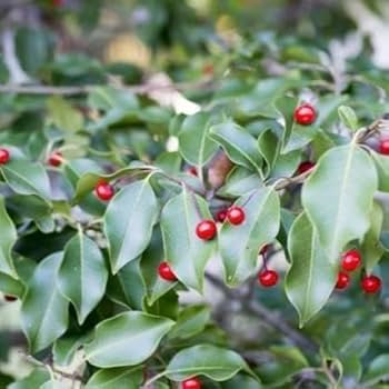 ソヨゴ　株立　雌株 楽天市場】【現品発送】ソヨゴ 株立ち 雌株(メス株) 樹高1.7m