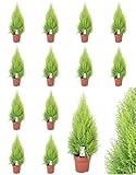¡¡¡ 12 Plantas !!! 50-60 cm. Cupressus Gold Crest, Cipres Pino Aroma Limón. Segura Garden. Embellece el jardín con su follaje verde, actúa como cortavientos natural