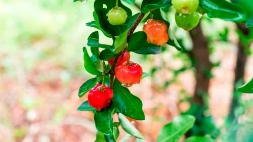 Barbados Cherry Tree Plant Starter (Acerola Cherry) #TOP2