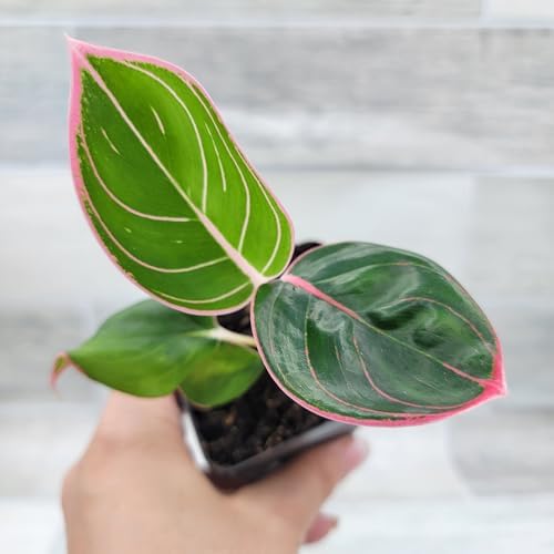 Aglaonema Khanza Pink – Chinese Evergreen, Lush Foliage, Air-Puri...