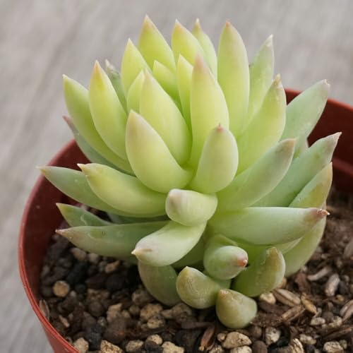 Kj[ 7.5cm|bg A Z_ Sedum morganianum KjAi Y  ϗtA CeAO[ 񂹐A ke 1{ 1