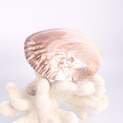 Budawi® Perlmutt Muschelhälfte | Echte Natur-Schale mit Perlglanz | Dekoschale Schmuckschale Räucherschale | Unikat aus Perlmutt teils mit Perlen