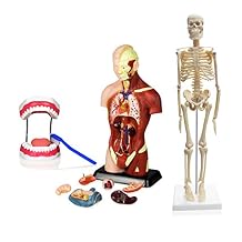 JBM-B13N Elementary and High School Learning Package. Set of Three Human Anatomy Models, Skeleton, Torso and Teeth with Brush | W Manual