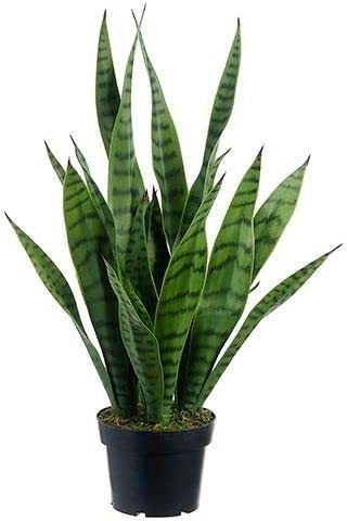 FasanGreen Succulent Snake Plant for Indoor & Outdoor with Grow Bag (Multicolor, 150mm) (9006) (B0CHFCHFD7) Amazon Price History, Amazon Price Tracker