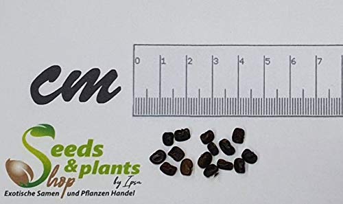 Seeds & Plants Shop by Ipsa Stk - 15x Clitoria ternatea blau Schmetterlingserbse Pflanzen - Samen ID26 - Seeds Plants Shop Samenbank Pfullingen Patrik Ipsa - Image 3