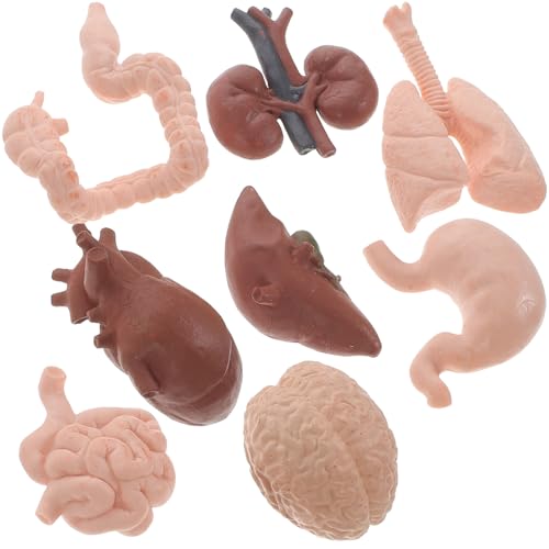 MAGICLULU 8 Piezas Órganos Enseñanza Didáctico de Anatomía de Órganos Escuelas y Universidades