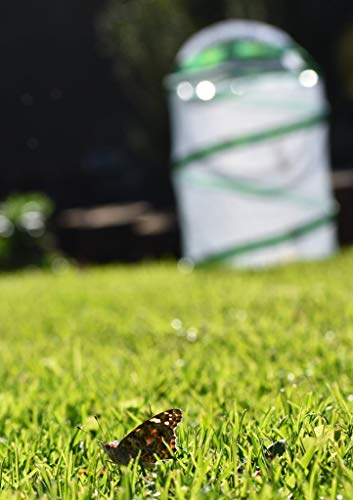 Schmetterlingsgarten inkl. 8-10 Raupen und Zubehör - Zuchtset für Kinder und Erwachsene - Zuhause heimische Distelfalter züchten – Bild 8