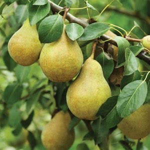 Mphmi Live Dwarf Pear Fruit Tree (Nashpati) Plant (B09WF25KNY) Amazon Price History, Amazon Price Tracker