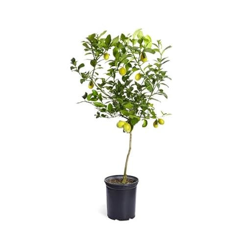 Limonero Vivo Árbol Natural que Alegra tu Hogar con su Producción Frutal