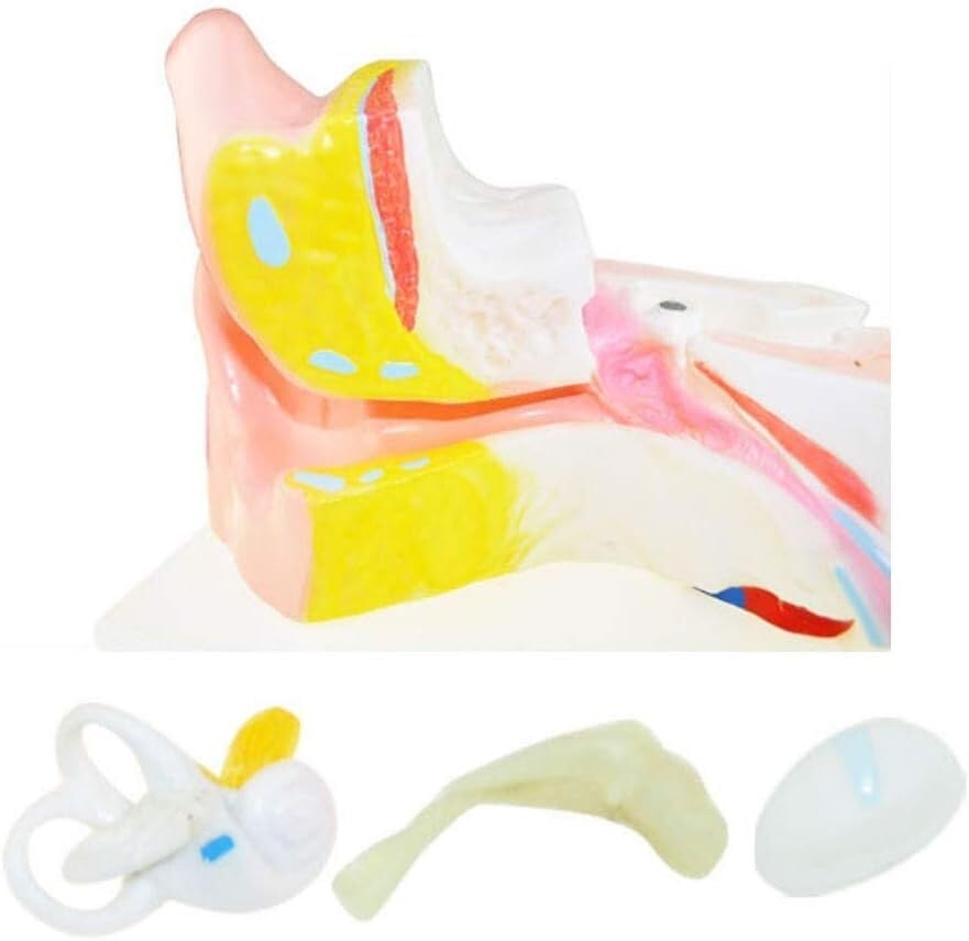 Model Anatomii Ludzkiej Model Anatomii Ludzkiego Modelu Anatomicznego Narządów Wraz Ze Wzrostem 6 -Krotnych Instrumentów Nauczania Materiałów Medycznych